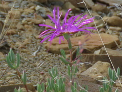 Lampranthus haworthii