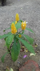 Pachystachys lutea