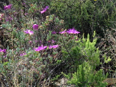 Lampranthus haworthii