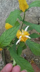 Pachystachys lutea