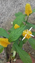 Pachystachys lutea