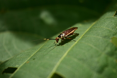Pseudomops interceptus
