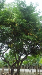 Averrhoa carambola