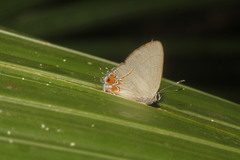 Calycopis quintana