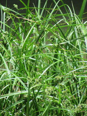Cyperus virens