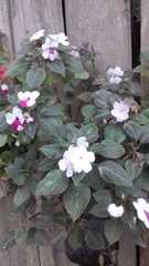 Impatiens
