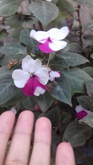 Impatiens