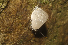 Celmia conoveria