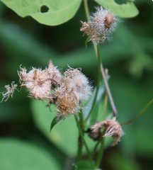 Erigeron pulchellus