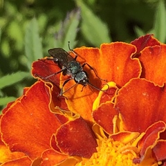 Auplopus architectus