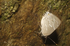 Celmia conoveria