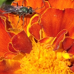 Auplopus architectus