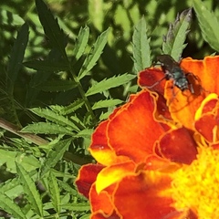 Auplopus architectus