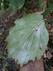 Phyllactinia guttata