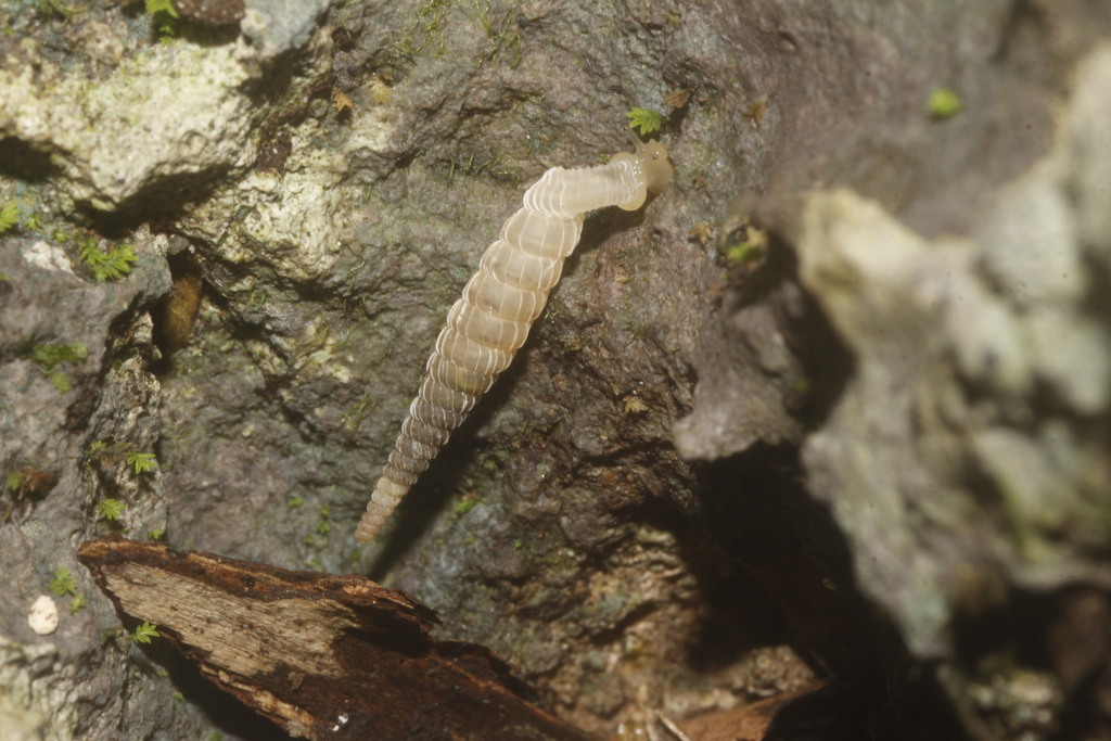 Mayan Quill