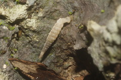 Brachypodella speluncae