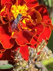 Auplopus architectus