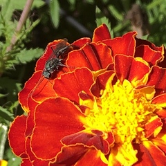 Auplopus architectus