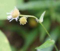 Erigeron pulchellus