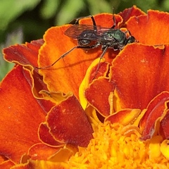 Auplopus architectus