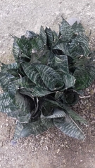 Sansevieria
