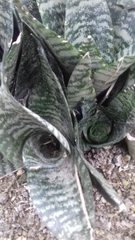 Sansevieria