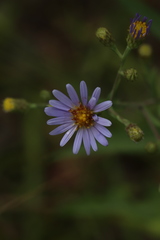 Symphyotrichum laeve laeve