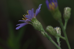 Symphyotrichum laeve laeve