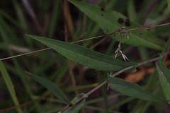 Symphyotrichum laeve laeve