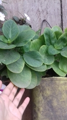 Crassulaceae