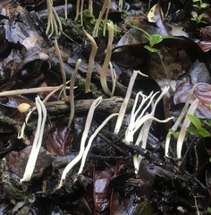 Clavulina floridana