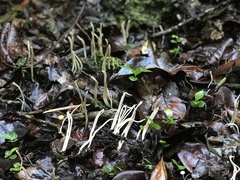 Clavulina floridana