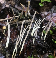 Clavulina floridana