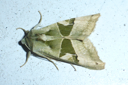 Phlogophora scita (Hübner, 1790)