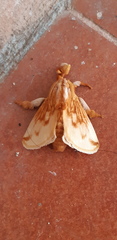 Perola sericea