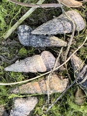 Cerithideopsis californica