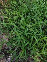 Urochloa ramosa