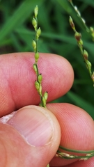 Urochloa ramosa