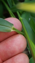 Urochloa ramosa