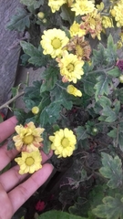 Asteroideae