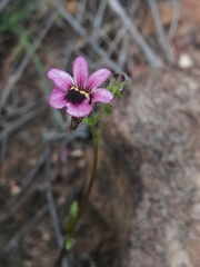 Nemesia picta