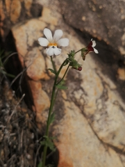 Nemesia picta