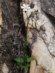Nemesia picta