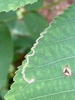 Stigmella caryaefoliella - Photo (c) Bill MacIndewar, some rights reserved (CC BY-NC), uploaded by Bill MacIndewar