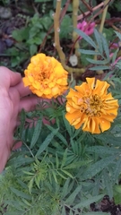 Tagetes