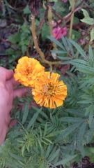 Tagetes