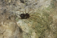 Scytodes fusca