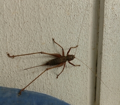 Antaxius spinibrachius