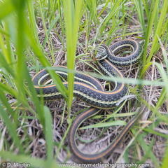 Thamnophis proximus