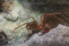 Loxosceles yucatana